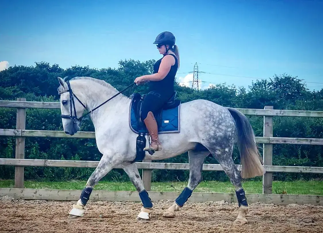 Horse and rider training in the arena