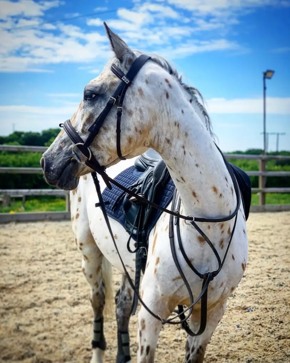 Close view of a horse ready to work in the arena